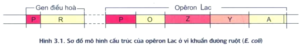 cấu trúc của operon bao gồm những thành phần nào