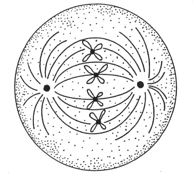 Hình thành giao tử  Wikipedia tiếng Việt