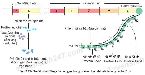 Khám phá nhiều hơn 92 mô hình cấu trúc protein mới nhất  Eteachers