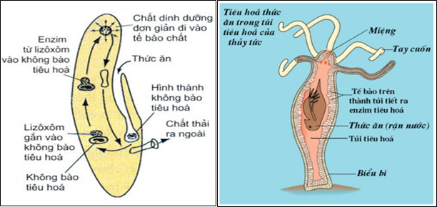 TẾ BÀO NHÂN THỰC  Made by  Lưu Hải Dương 10C2  Flashcards