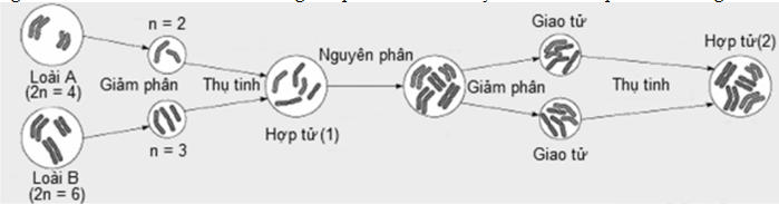 Hãy thiết kế một mô hình thể hiện các kì của quá trình phân bào nguyên phân  hoặc giảm phân